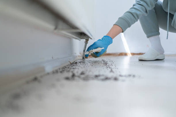 Best Affordable Pest Control Services  in Homestead Meadows North, TX